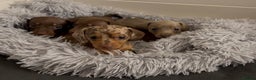 Miniature Dachshund dogs for sale: 🐾🌟KC Reg Miniature Dachshund Puppies🌟🐾 - Advert 7