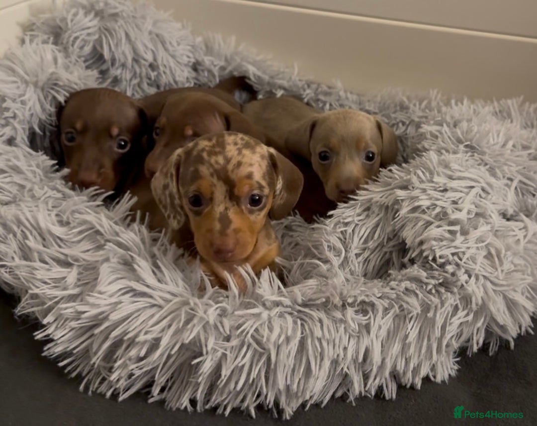 Miniature Dachshund dogs for sale: 🐾🌟KC Reg Miniature Dachshund Puppies🌟🐾 - Advert 7