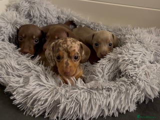 Miniature Dachshund dogs 🐾🌟KC Reg Miniature Dachshund Puppies🌟🐾 - Advert 12
