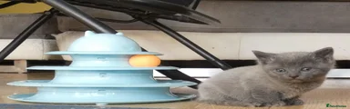 Russian Blue 5