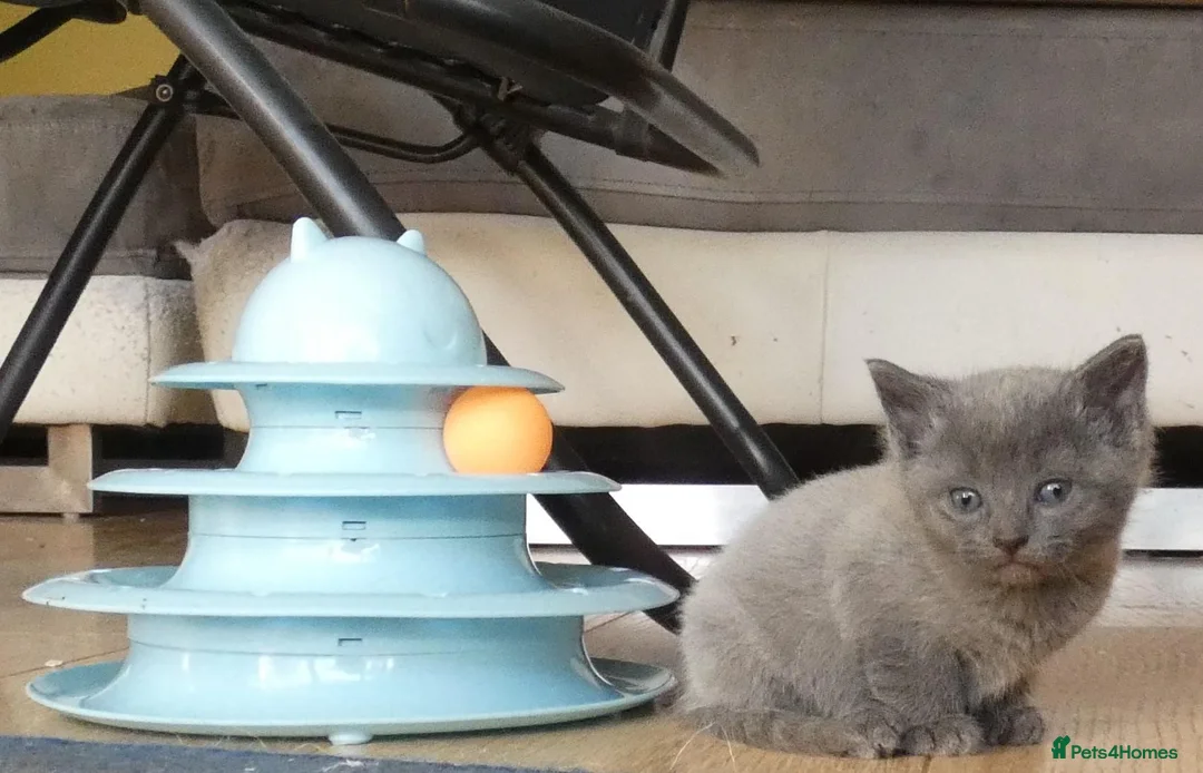 Russian Blue cats for sale: Pure Russian Blue kittens - Advert 2