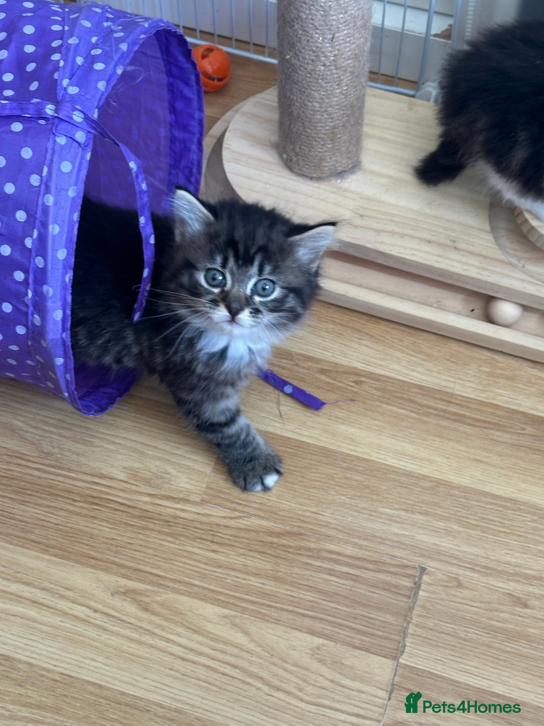 British Longhair cats for sale: Ready Now!! Beautiful BLH Kittens 💜🐾 - Image 16