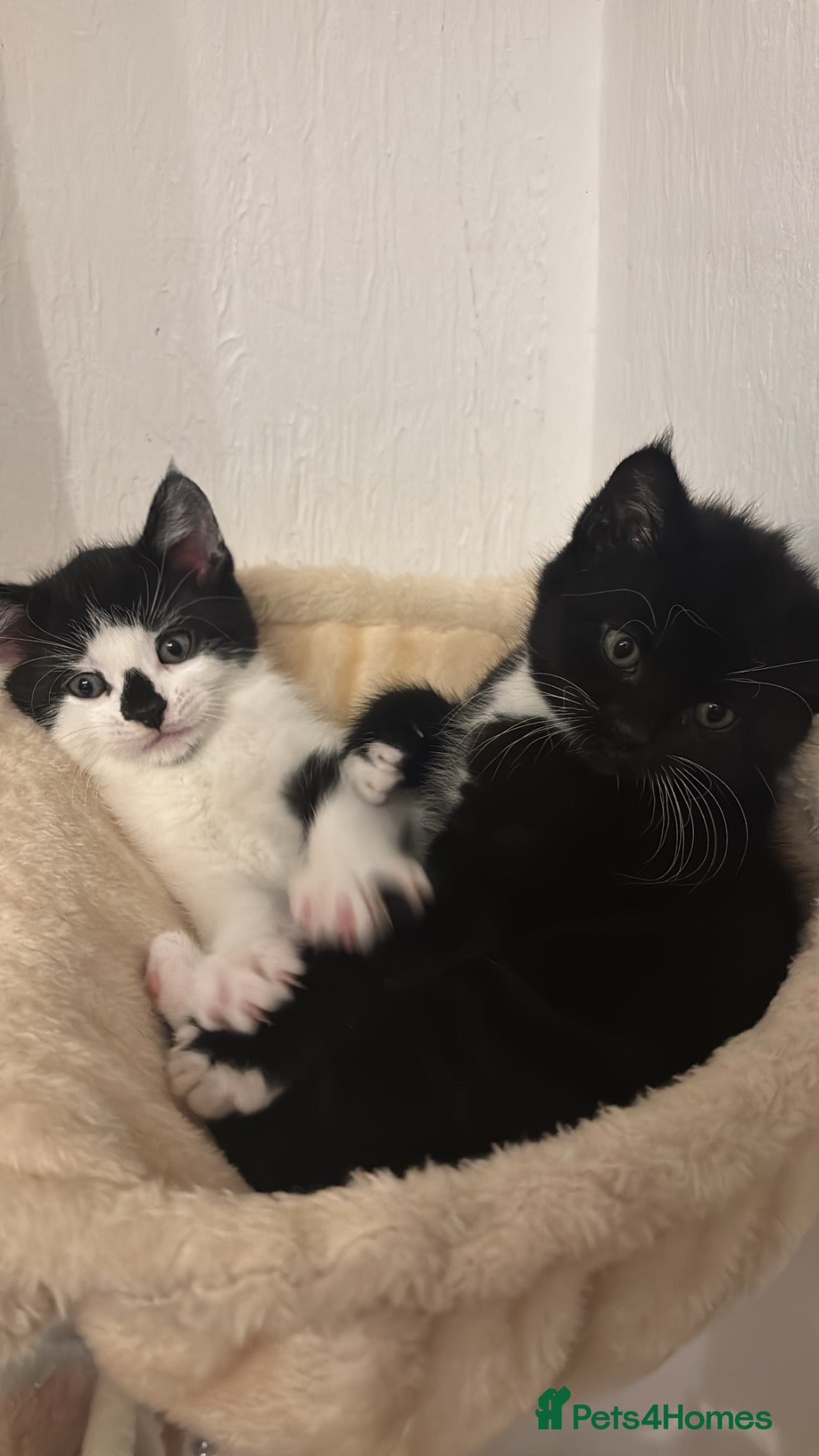 Mixed Breed cats 2 beautiful kitten ready to leave!  - Advert 4