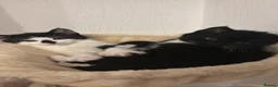 Mixed Breed cats for sale: 2 beautiful kitten ready to leave!  in Huntingdon - Advert 1