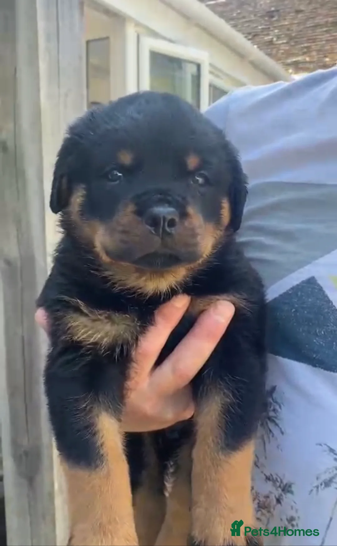 Rottweiler dogs for stud: ROTTWEILER FOR STUD - Advert 2