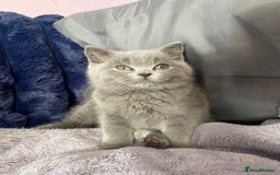 British Shorthair cats for sale: Beautiful litter of baby blues ready  - Image 3