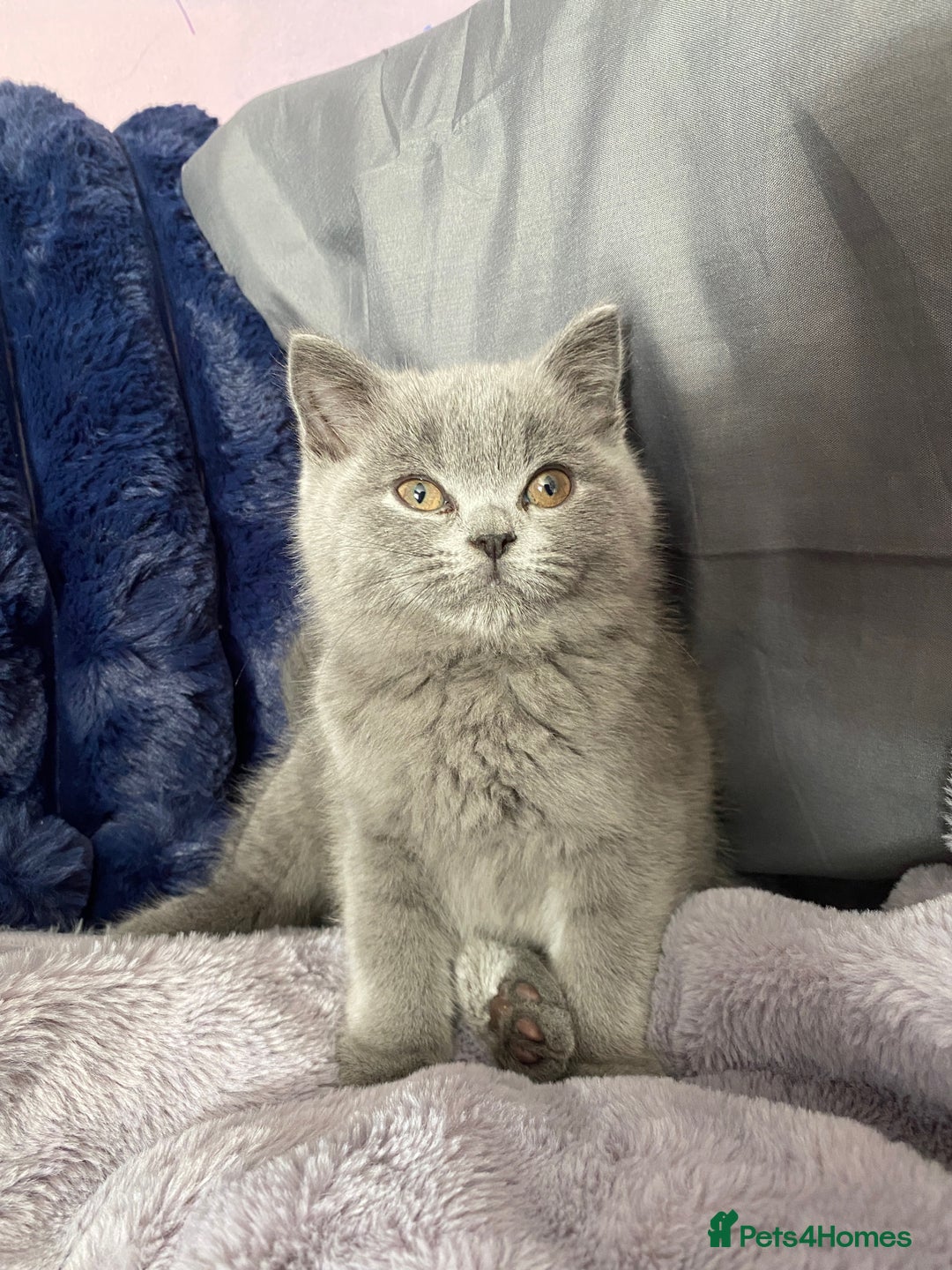 British Shorthair cats for sale: Beautiful litter of baby blues ready  - Image 3