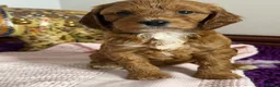 Cockapoo dogs for sale: Adorable Cockapoo Puppies in Keighley - Advert 16