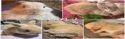 Mini Lop rabbits for sale: Mini lop harlequin rabbits  - Advert 3