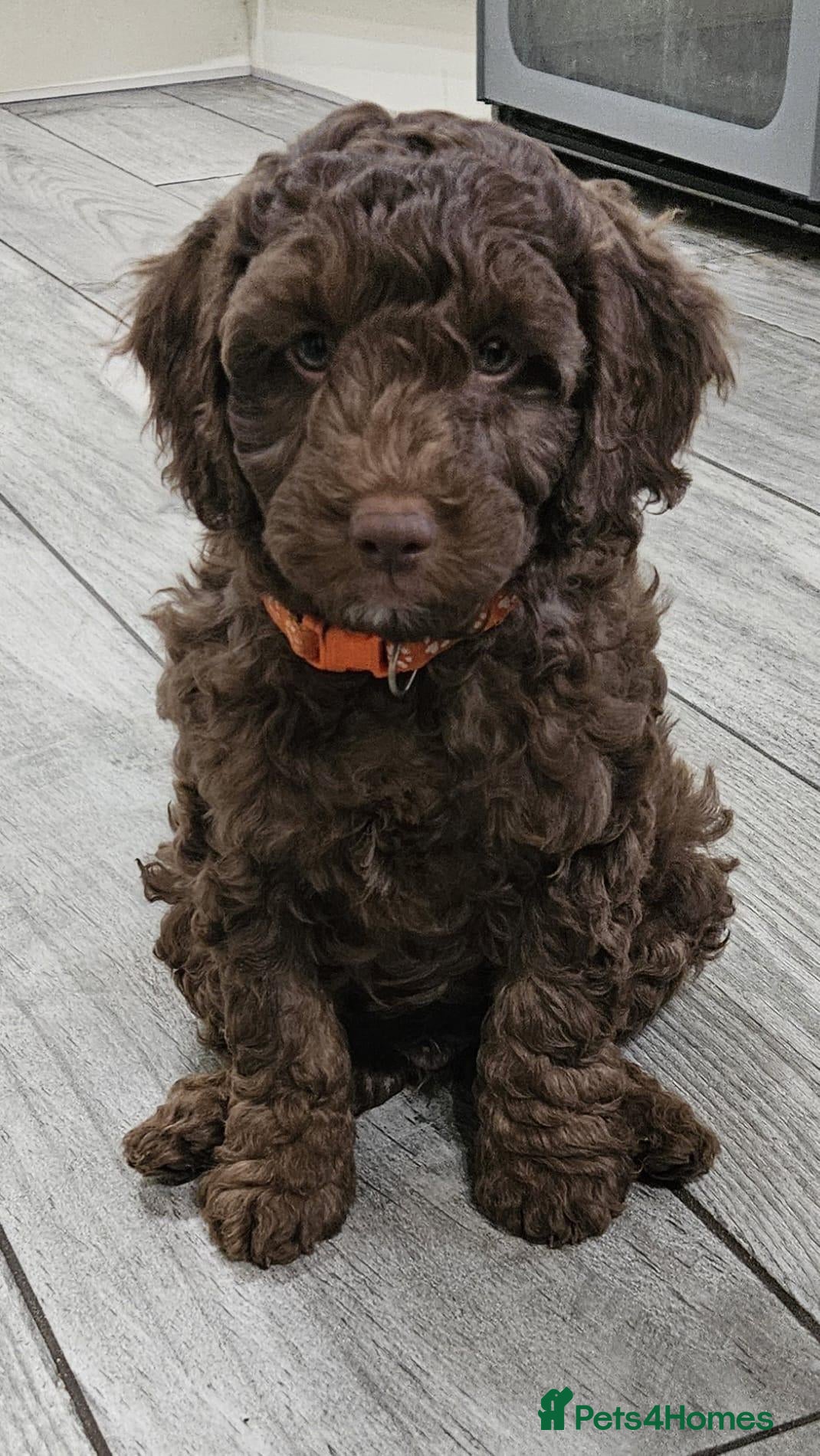 Cockapoo dogs LYNJONBORNS BEAUTIFUL COCKAP00 PUPPYS - Advert 2