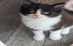 Ragdoll cats for sale: Rag doll cross - Image 4