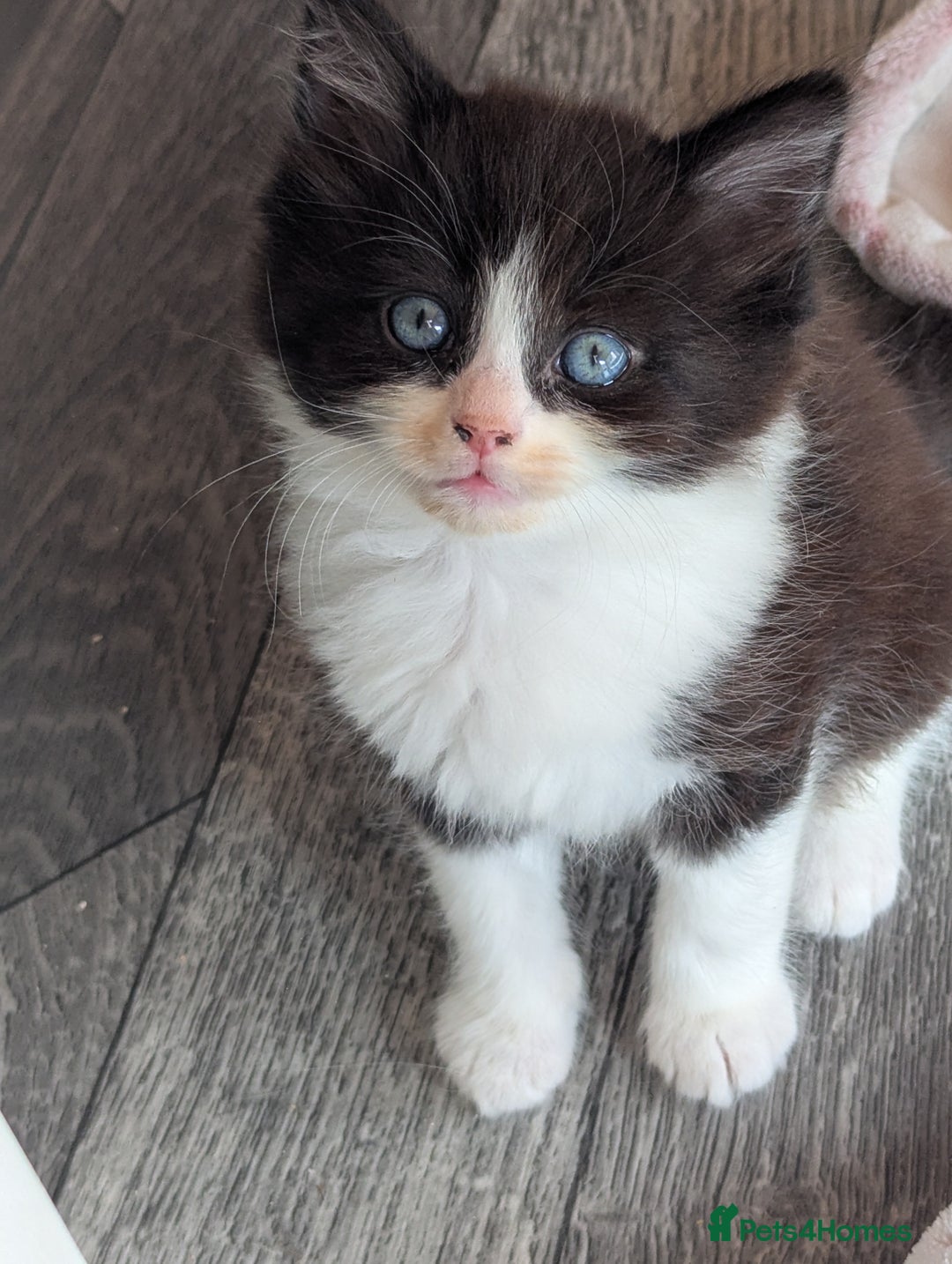 Ragdoll cats for sale: Rag doll cross - Image 4
