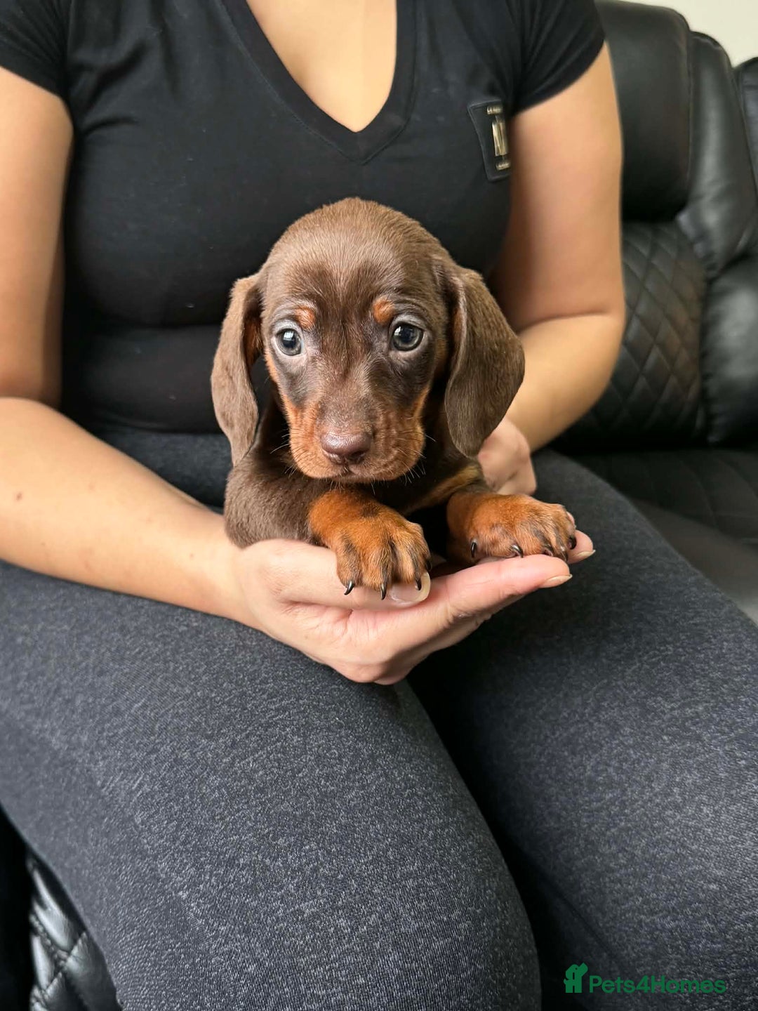 Dachshund dogs for sale: Miniature Dachshund puppies - Advert 16