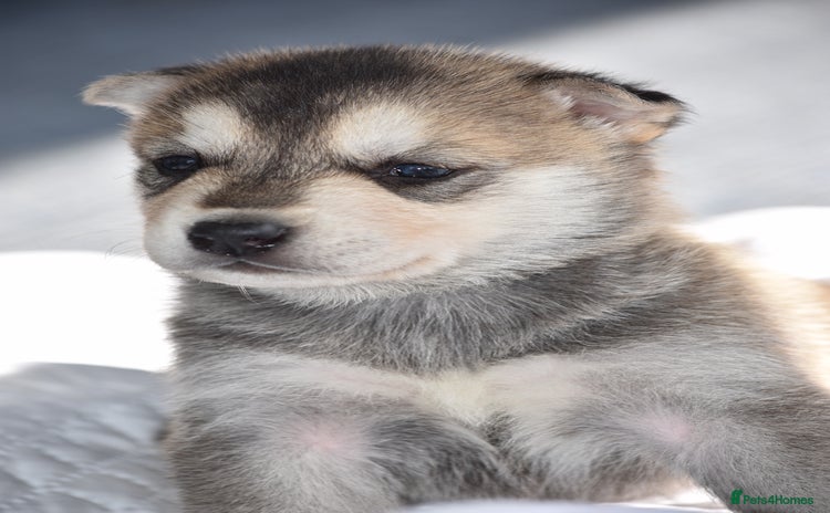 Siberian Husky dogs - Advert 3