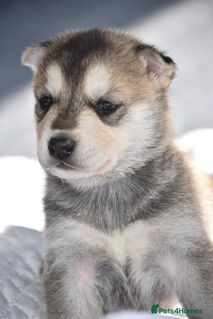 Siberian Husky dogs - Advert 4