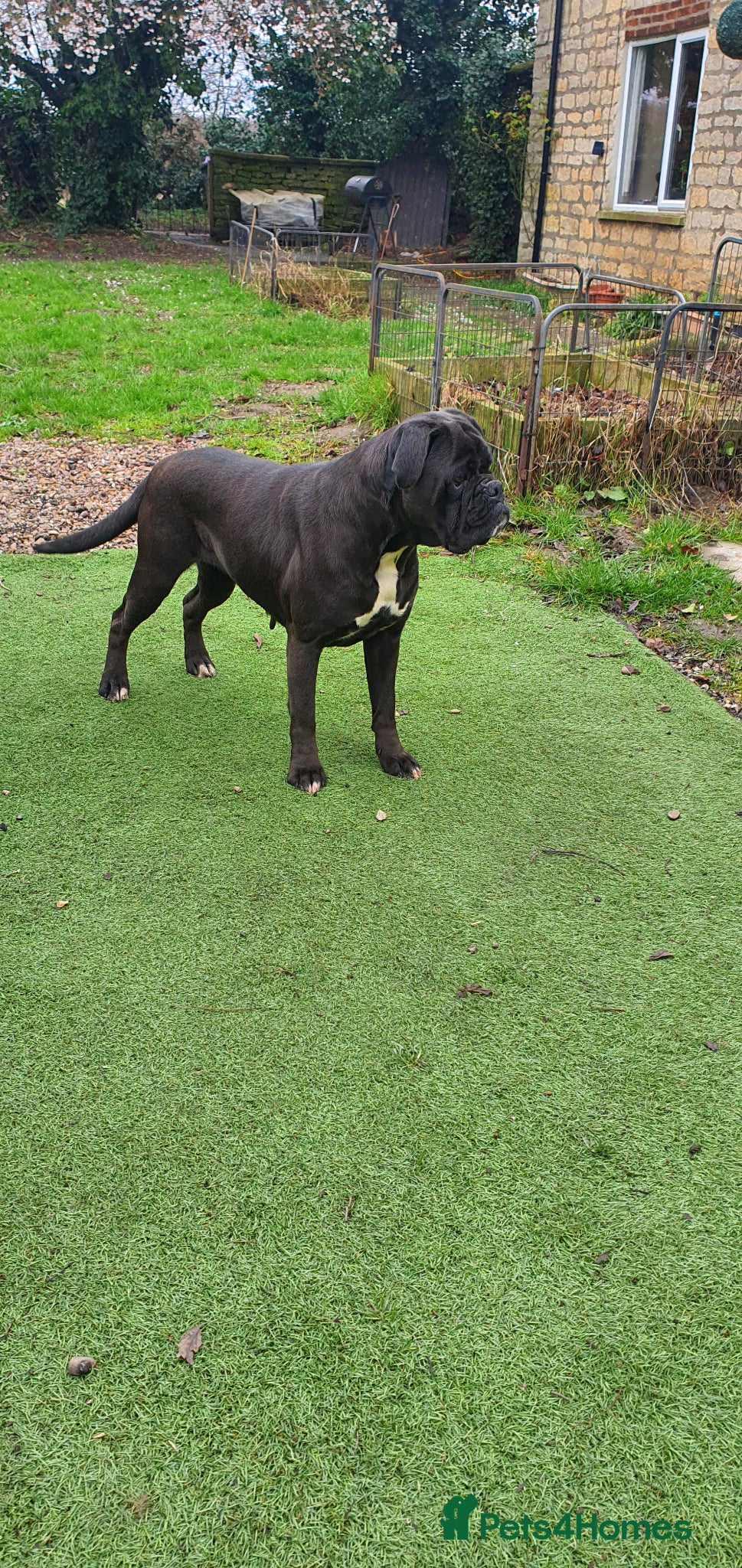 Boxer dogs 5 ⭐️ Licensed breeder, Health tested parents.  - Advert 8