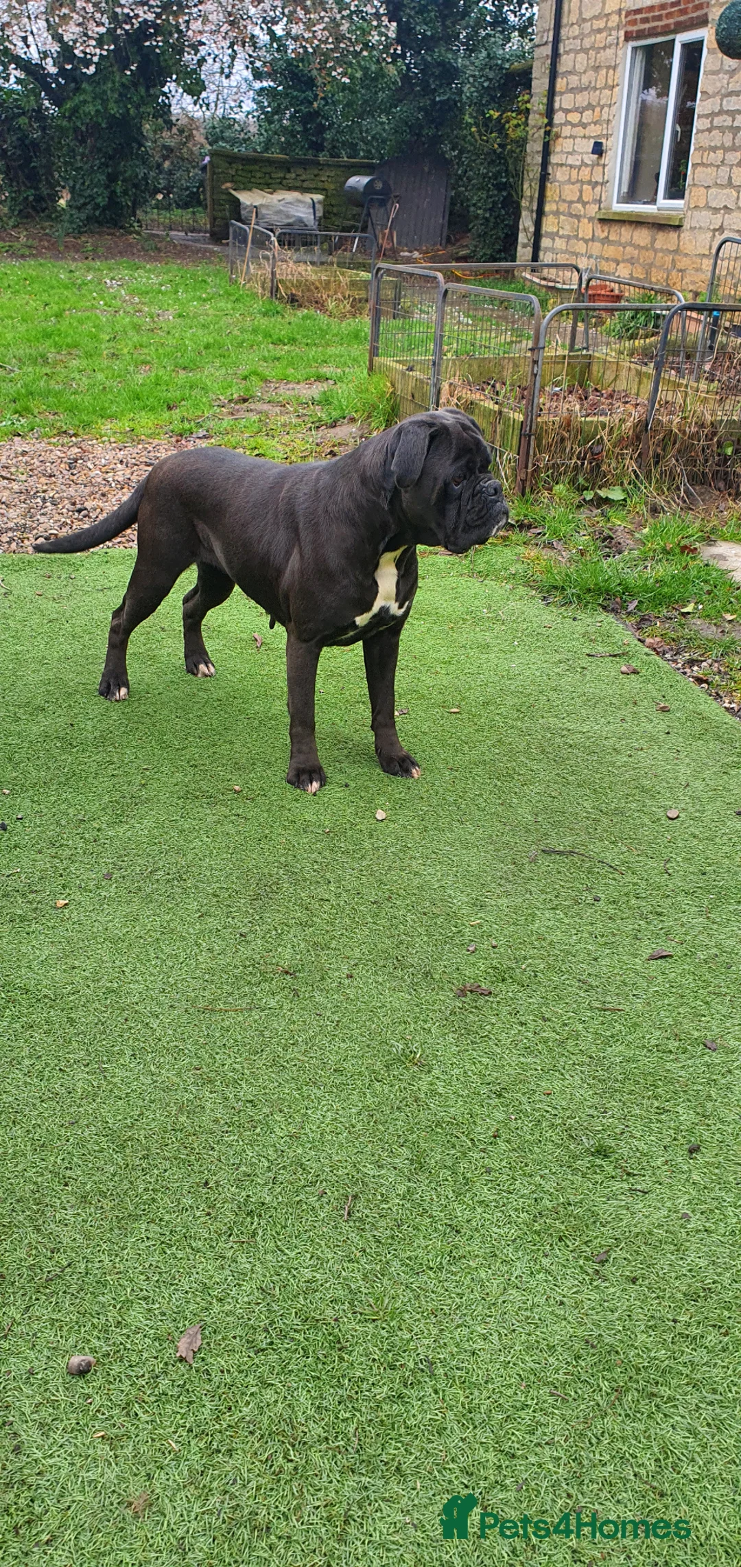 Boxer dogs for sale: 5 ⭐️ Licensed breeder, Health tested parents.  - Advert 1