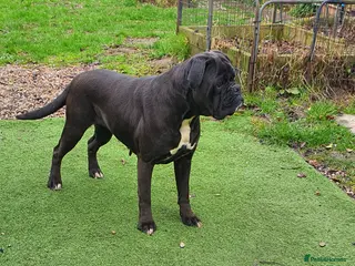 Boxer dogs 5 ⭐️ Licensed breeder, Health tested parents. - Advert 8