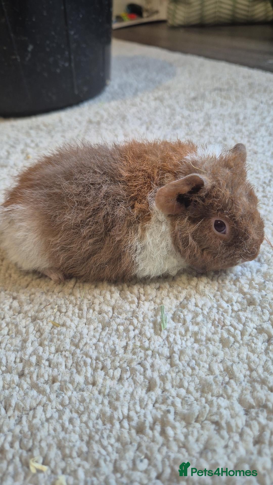 Guinea Pig rodents Lovely female teddy piggy - Advert 12