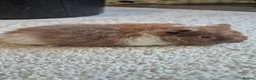 Guinea Pig rodents for sale: Lovely female teddy piggy - Advert 1
