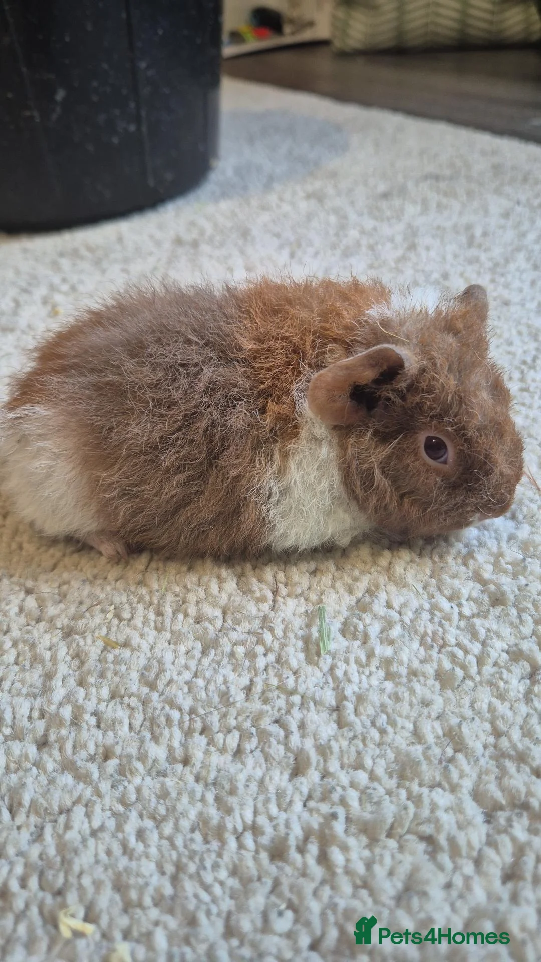 Guinea Pig rodents for sale: Lovely female teddy piggy - Advert 1