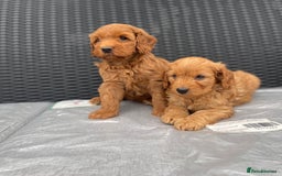 Cockapoo dogs for sale: Beautiful f1 cockapoos ready now - Image 4