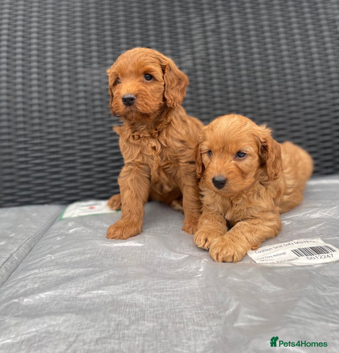 Cockapoo dogs for sale: Beautiful f1 cockapoos ready now - Image 4