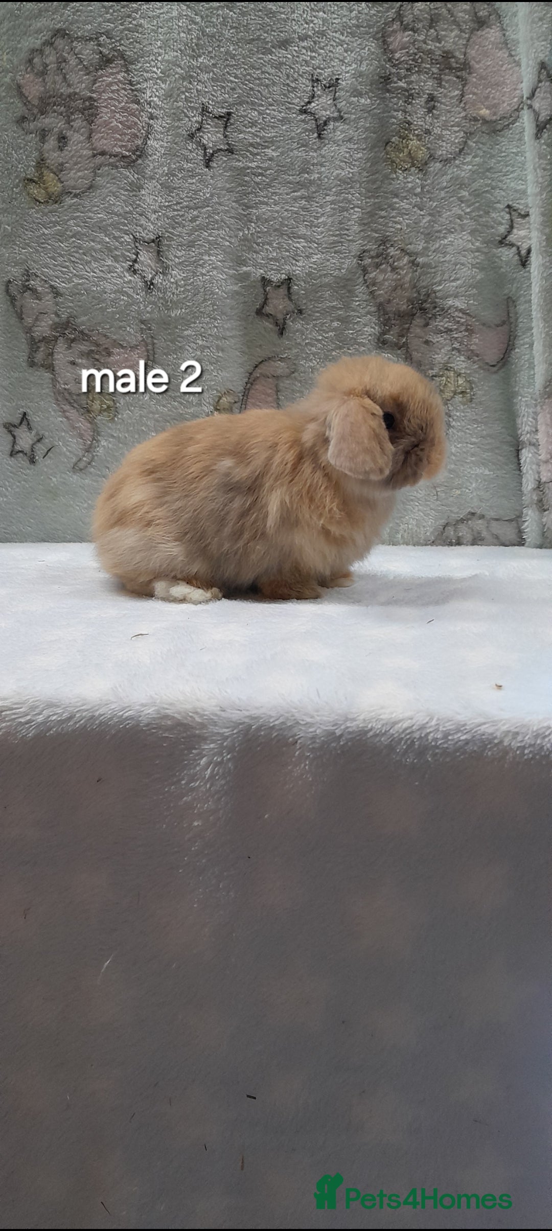 Mini Lop rabbits for sale: Purebred mini lops ready to reserve  - Advert 3