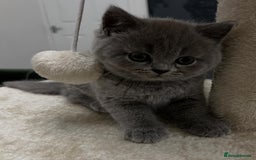 British Shorthair cats for sale: Six blue British shorthair kittens for sale  - Image 13