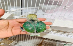 Lovebirds birds for sale: Handreared mutation lovebirds for sale  - Image 9