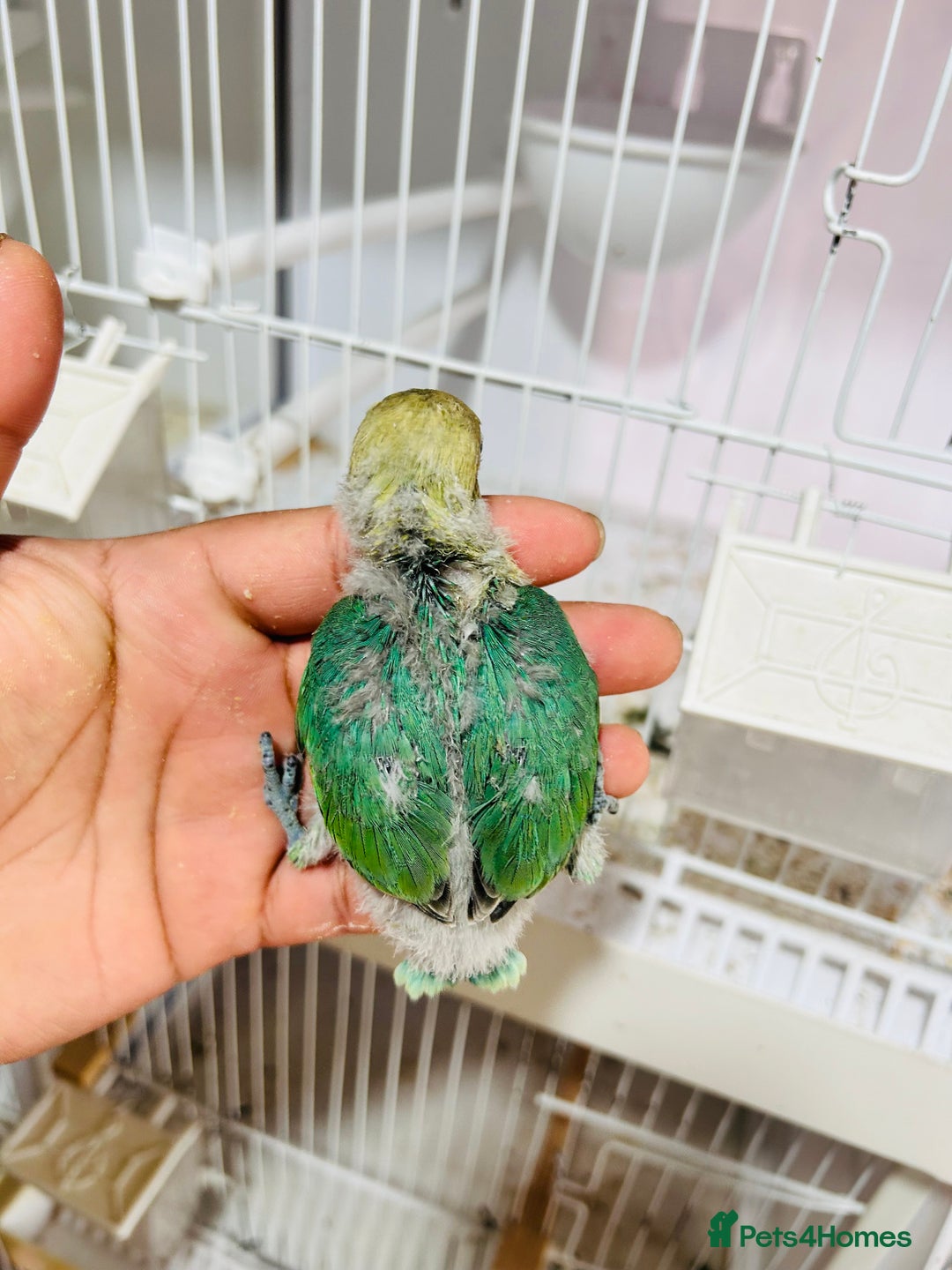 Lovebirds birds for sale: Handreared mutation lovebirds for sale  - Image 9