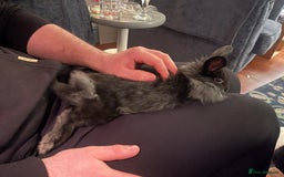 Lionhead rabbits for sale: 1 year old lion haired female rabbit  - Image 4