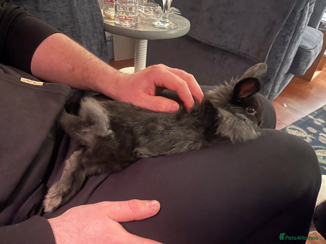 Lionhead rabbits for sale: 1 year old lion haired female rabbit  - Image 4