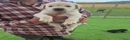 Labrador Retriever dogs for sale: Beautiful litter of labrador pups in Stockton-on-Tees - Advert 10