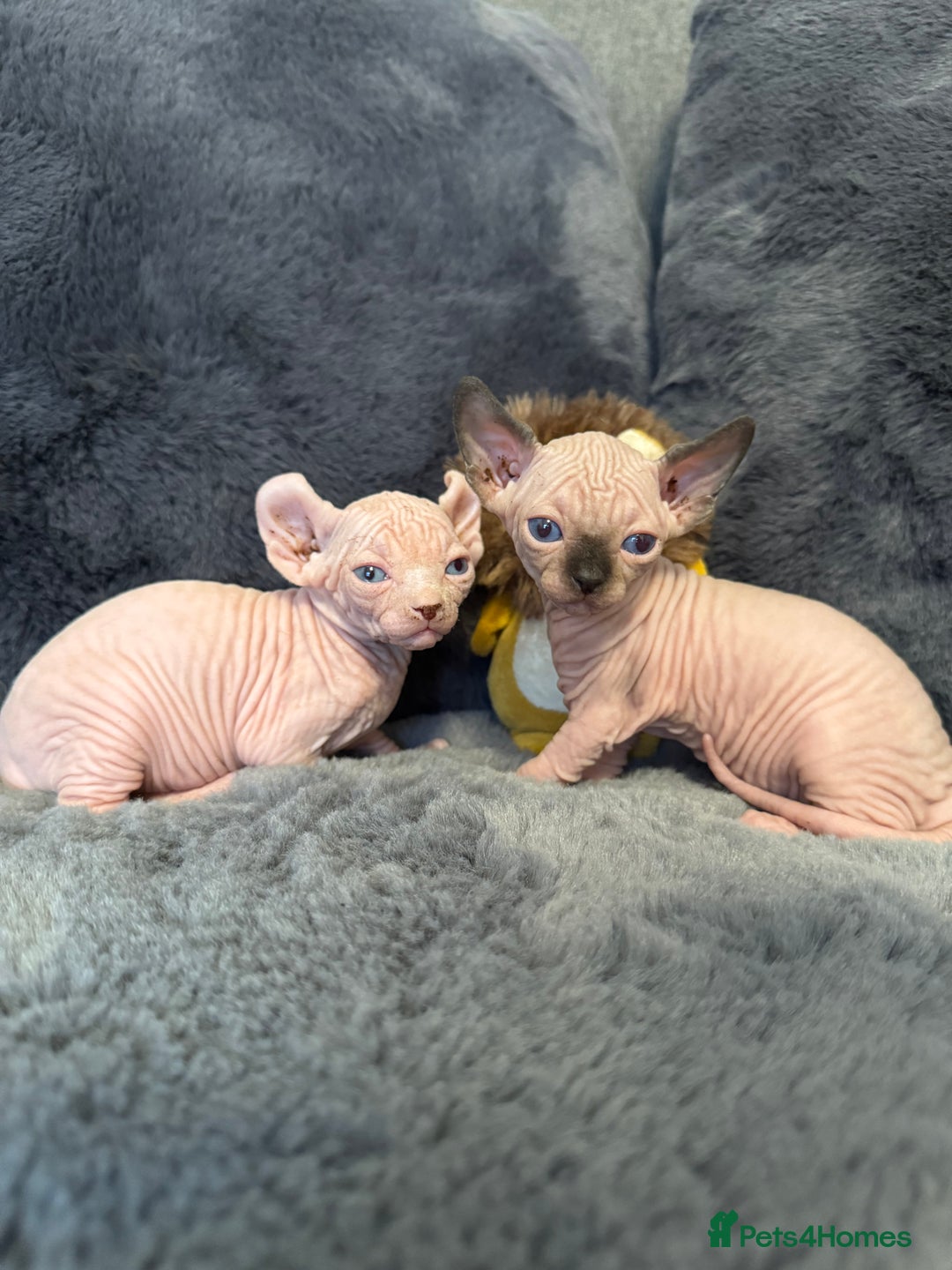 Sphynx cats for sale:  🔥Sphynx and Elf kittens 🔥 - Advert 24