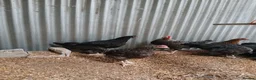 Chickens poultry for sale: Black Marren X Hens & Cockerals  - Advert 6