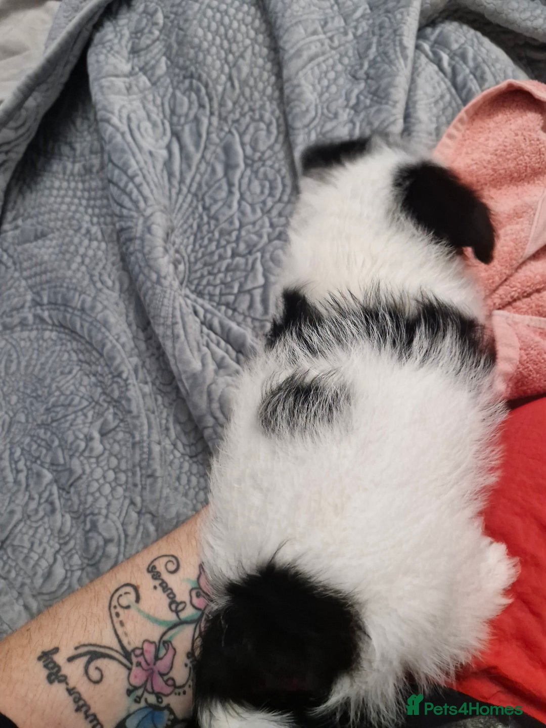 Mixed Breed dogs for sale: Stunning maltipoo x pug baby  - Advert 4