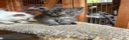 Ragdoll cats for sale: Ragdoll kittens  - Advert 6