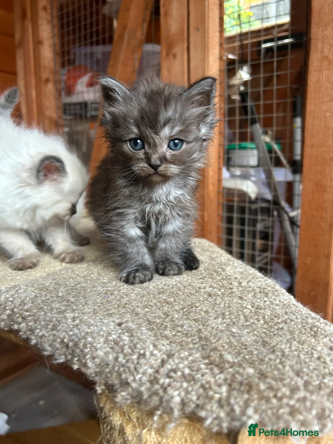Ragdoll cats for sale: Ragdoll kittens  - Advert 6
