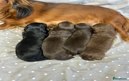 Miniature Dachshund dogs for sale: Long Haired Miniature Dachshund puppies - Image 18