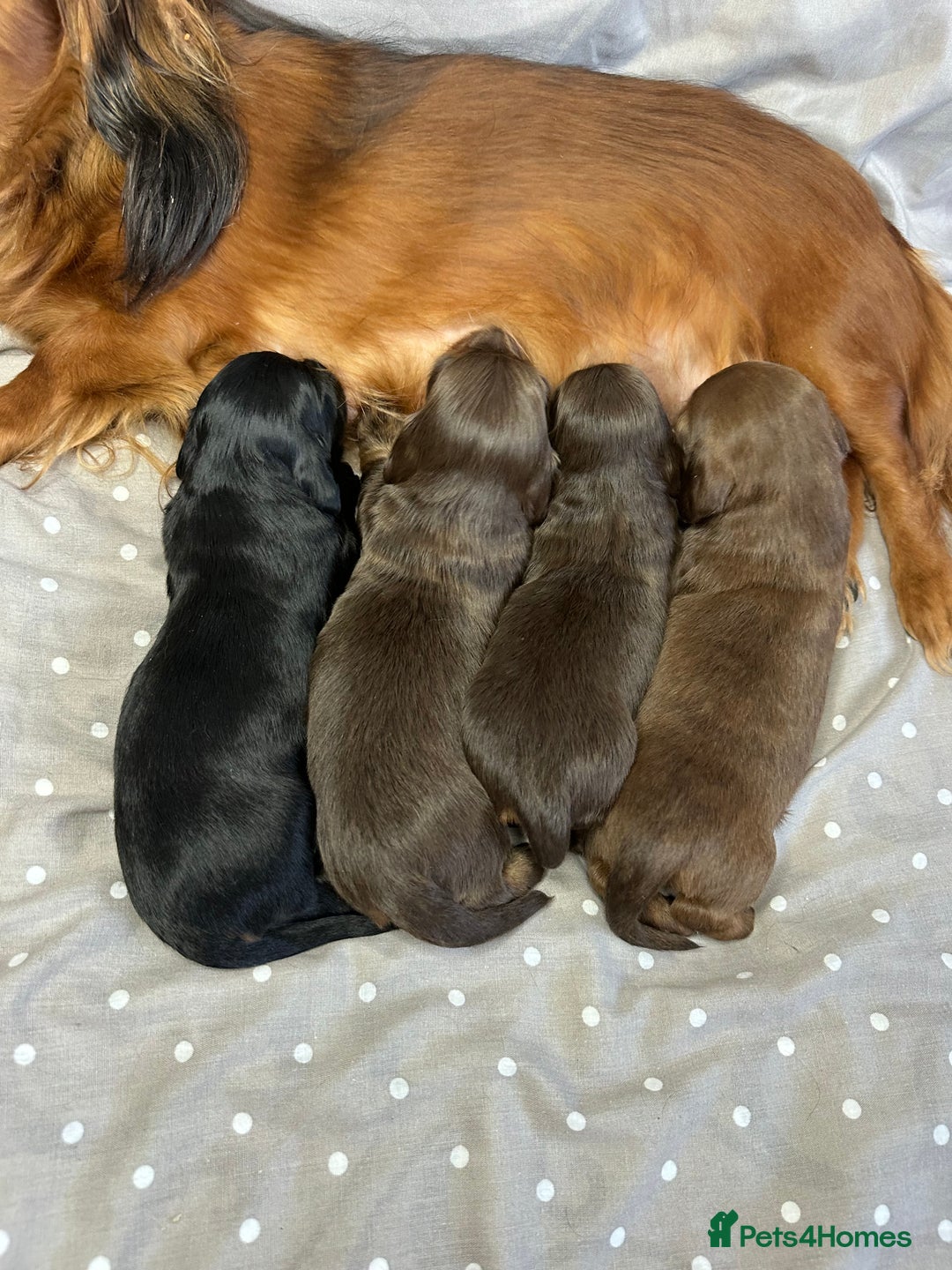 Miniature Dachshund dogs for sale: Long Haired Miniature Dachshund puppies - Image 18