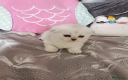 Scottish Fold cats for sale: Scottish Fold/Straight Kittens  - Image 27