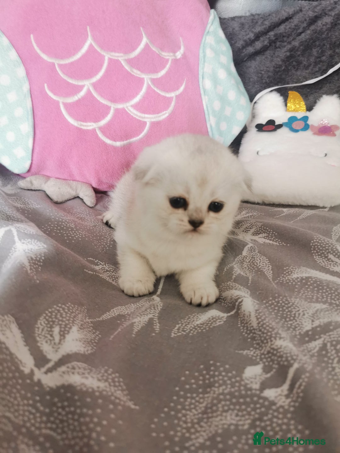 Scottish Fold cats for sale: Scottish Fold/Straight Kittens  - Image 27