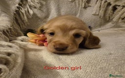 Cocker Spaniel dogs for sale: Exceptional KC Reg Working Cocker Spaniel Puppies - Image 21