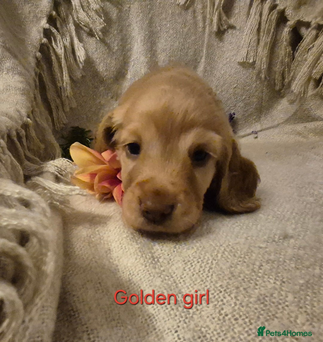 Cocker Spaniel dogs for sale: Exceptional KC Reg Working Cocker Spaniel Puppies - Image 21