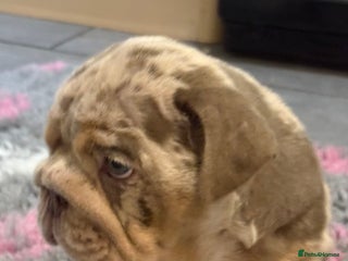 English Bulldog dogs KC Registered EB Pups Fully health Tested Parents - Advert 4