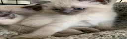 Ragdoll cats for sale: Ragdoll kittens £750 - Advert 6