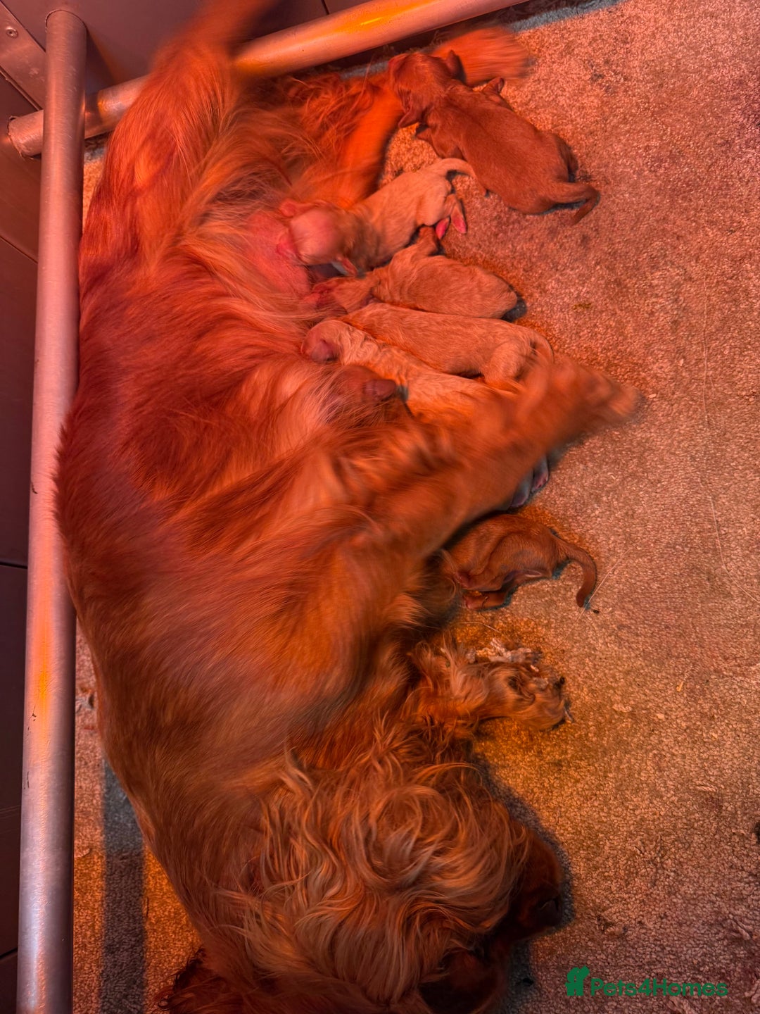 Cavapoo dogs for sale: Fully health tested Cavapoo pups🐶🎅 **   - Advert 15