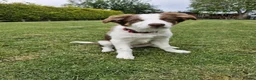 Border Collie dogs for sale: Red, white and tan border collie puppies for sale  in Evesham - Advert 9