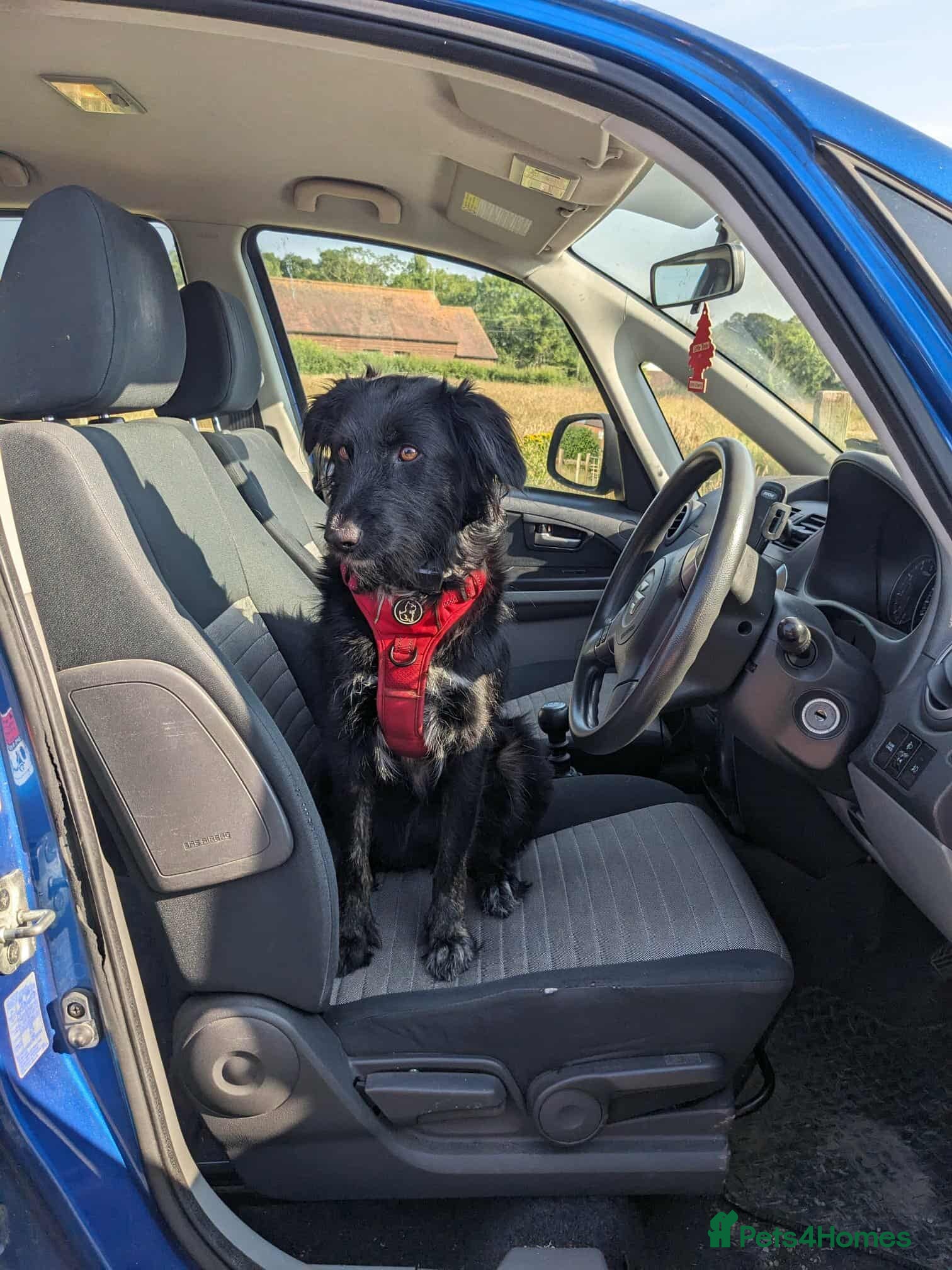 Mixed Breed dogs TILLY (All black girl) - Advert 22